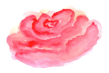 Pink watercolor rose flower, red bloom, art decoration, sketch. Illustration hand drawn modern