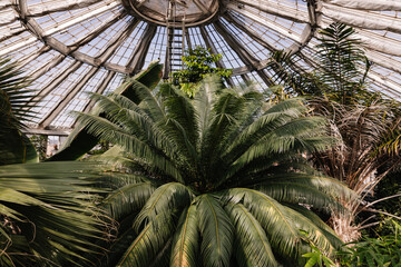 Gew&auml;chsh&auml;user im Botanischen Garten Kopenhagen 