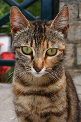 Naklejka na ściany i meble Hauskatze / Domestic Cat / Felis domestica