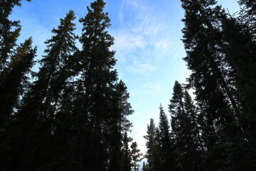 Large fir trees in the old forest. Summer day. Underexposed photo. Jämtland, Sweden, Europe.