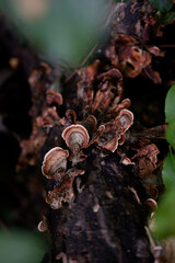 forest mushrooms
