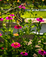 Butterfly feeding of nectar
