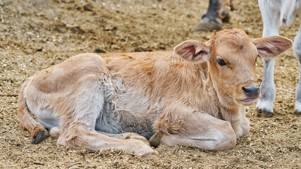 Adorable calf in the meadow resting concept of rural farm life