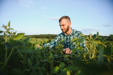 A farmer agronomist inspects green soybeans growing in a field. Agriculture