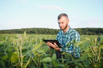 Naklejka na ściany i meble Young agronomist holds tablet touch pad computer in the soy field and examining crops before harvesting. Agribusiness concept. agricultural engineer standing in a soy field with a tablet in summer.