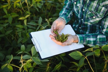 Agronomist inspects soybean crop in agricultural field - Agro concept - farmer in soybean...