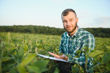 Agronomist inspects soybean crop in agricultural field - Agro concept - farmer in soybean plantation on farm