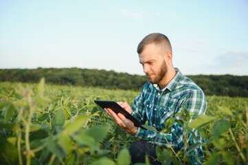 Naklejka na ściany i meble Young agronomist holds tablet touch pad computer in the soy field and examining crops before harvesting. Agribusiness concept. agricultural engineer standing in a soy field with a tablet in summer.