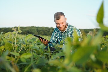 Young agronomist holds tablet touch pad computer in the soy field and examining crops before harvesting. Agribusiness concept. agricultural engineer standing in a soy field with a tablet in summer.