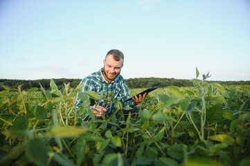 Agronomist inspects soybean crop in agricultural field - Agro concept - farmer in soybean plantation on farm