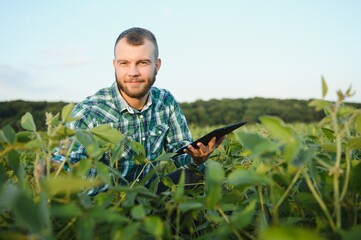 A farmer agronomist inspects green soybeans growing in a field. Agriculture