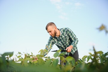 Farm worker controls development of soybean plants. Agronomist checking soya bean crops growing in the field