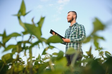 Agronomist inspects soybean crop in agricultural field - Agro concept - farmer in soybean plantation on farm © Serhii