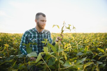 Farm worker controls development of soybean plants. Agronomist checking soya bean crops growing in the field