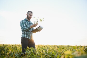 Agronomist inspecting soya bean crops growing in the farm field. Agriculture production concept. young agronomist examines soybean crop on field in summer. Farmer on soybean field