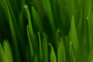 Fototapeta na wymiar Green grass with dew drops on the tops of the blades of grass.