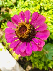 Obraz premium close up of pink flower