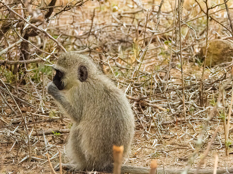 Baby vervet monkey (Chlorocebus pygerythrus) on the african savanna. Kruger National Park