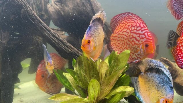 Ein Diskusfisch, Buntbarsch in einem Amazonas Aquarium.
