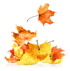 falling in a heap of autumn maple leaves and on a white isolated background