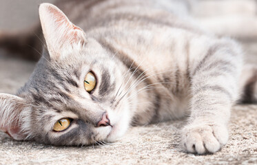 Naklejka na ściany i meble young cat close-up lying on a concrete pavement