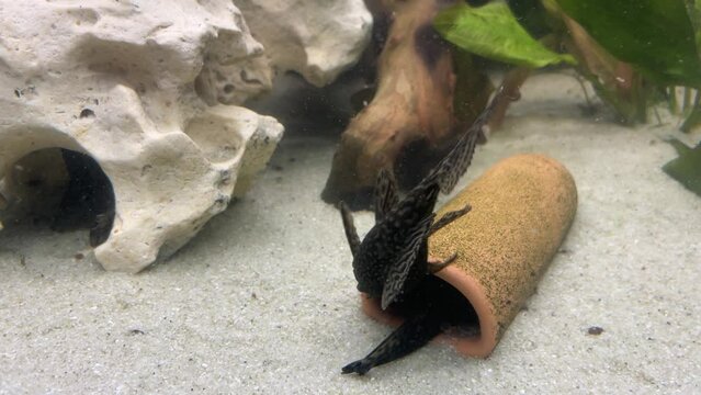 Antennenwelse im Aquarium.