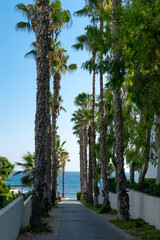 Palm trees growing on the coast of the island. Paphos, Cyprus.