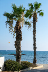 Palm trees growing on the coast of the island. Paphos, Cyprus.