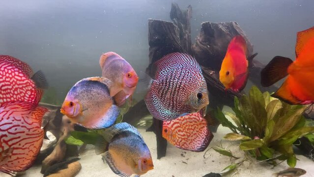 Ein Diskusfisch, Buntbarsch in einem Amazonas Aquarium.
