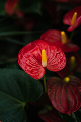 Beautiful bright red, heart shaped Anthurium or flamingo flower also called tailflower, or laceleaf with yellow spandix blooming in tropical garden with green leaves in dark, blurry background - 523650138