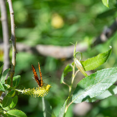a butterfly among the foliage