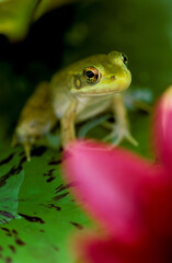 tiny frog on lily pad by pink water lily flower