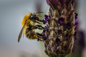 bee on lavender macro
