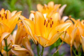 Obraz premium blooming summer orange lily in a country garden 
