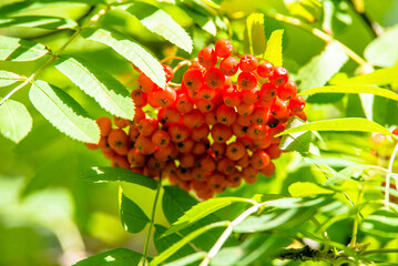 Orange rowan berries hang on the branches
