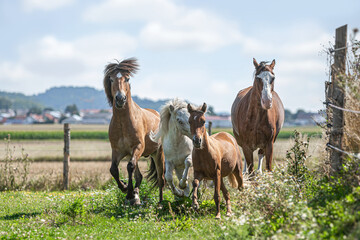 A herd of horses running across a pasture in summer outdoors. Four horses in motion