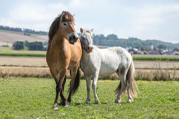 Funny portrait of two ponies on a pasture in summer outdoors. The horses look like they´re posing...