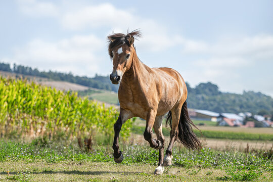 Portrait of a buckskin icelandic horse gelding running across a pasture in summer outdoors