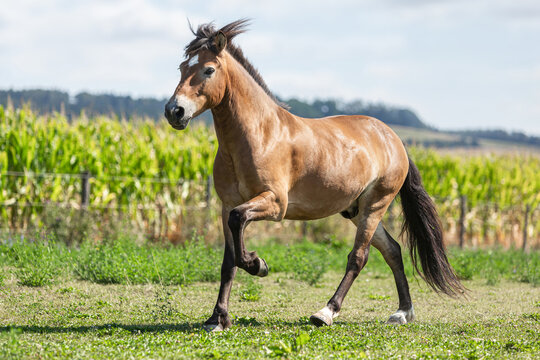 Portrait of a buckskin icelandic horse gelding running across a pasture in summer outdoors