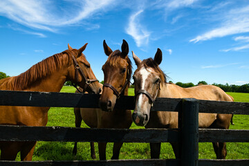 Three horses looking over a fence