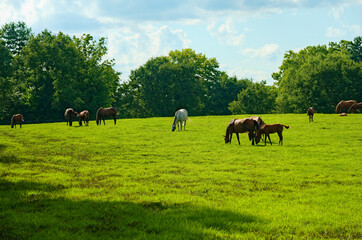Naklejka na ściany i meble Horses grazing in a field