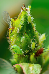 Aphid Colony on Flower Bud. Greenfly or Green Aphid Garden Parasite Insect Pest Macro on Green Background