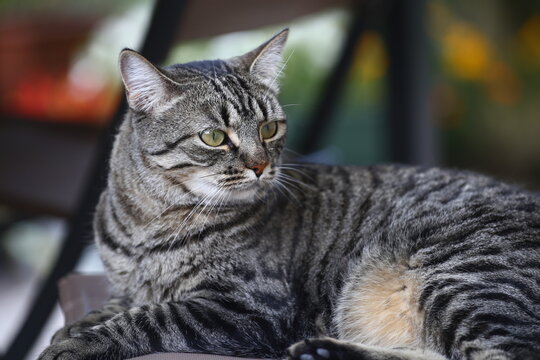 gatto sulla sedia 2