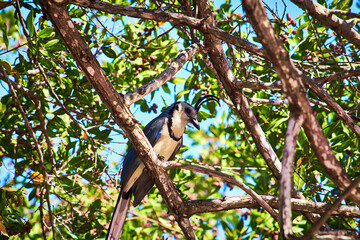 selective focus of white throated magpie jay in a tree with selective focus in huatulco oaxaca