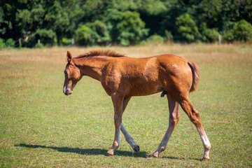 Obraz premium Colt and Mare Hengstfohlen und Mutter Stute genießen Spaß zu zweit und grasen auf der Koppel paddock