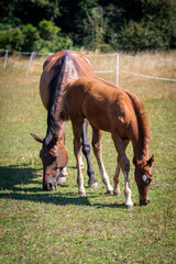Colt and Mare Hengstfohlen und Mutter Stute genie&szlig;en Spa&szlig; zu zweit und grasen auf der Koppel paddock