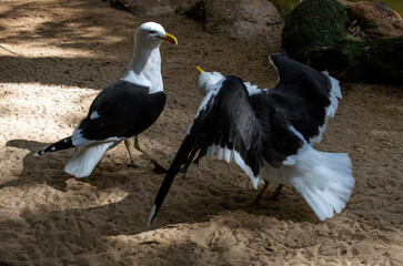 Kelp Gull (Larus dominicanus)