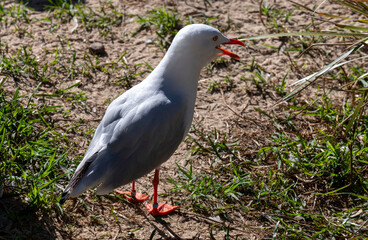 Pacific Gull (Larus pacificus)