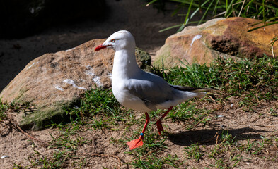 Pacific Gull (Larus pacificus)