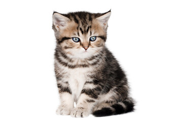 Fototapeta na wymiar little brown kitten with blue eyes isolated